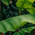 El platanero en 10 preguntas y respuestas