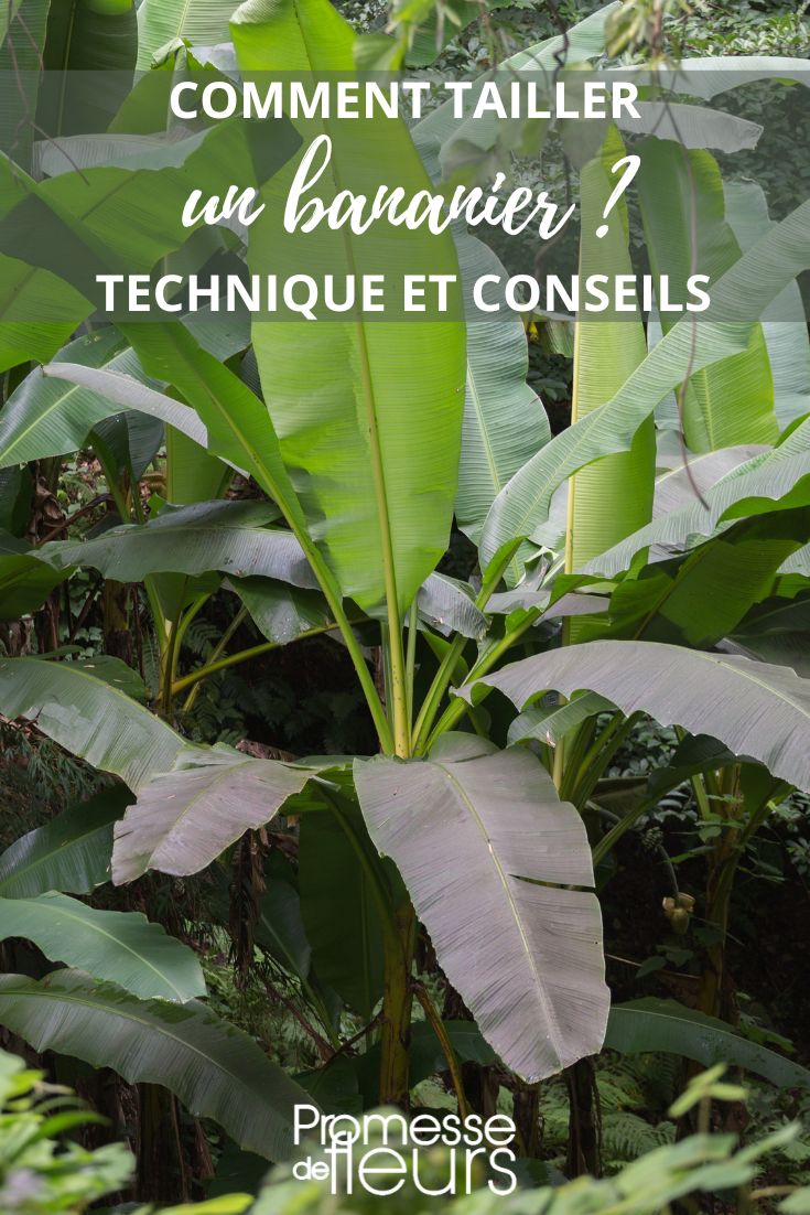 ¿Cómo podar un banano?