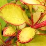 Nuestra selección de Berberis de follaje dorado: ilumina tu jardín o tu terraza