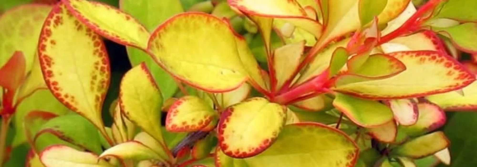 Nuestra selección de Berberis de follaje dorado: ilumina tu jardín o tu terraza