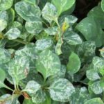 Los Berberis de follaje variegado: para iluminar el jardín