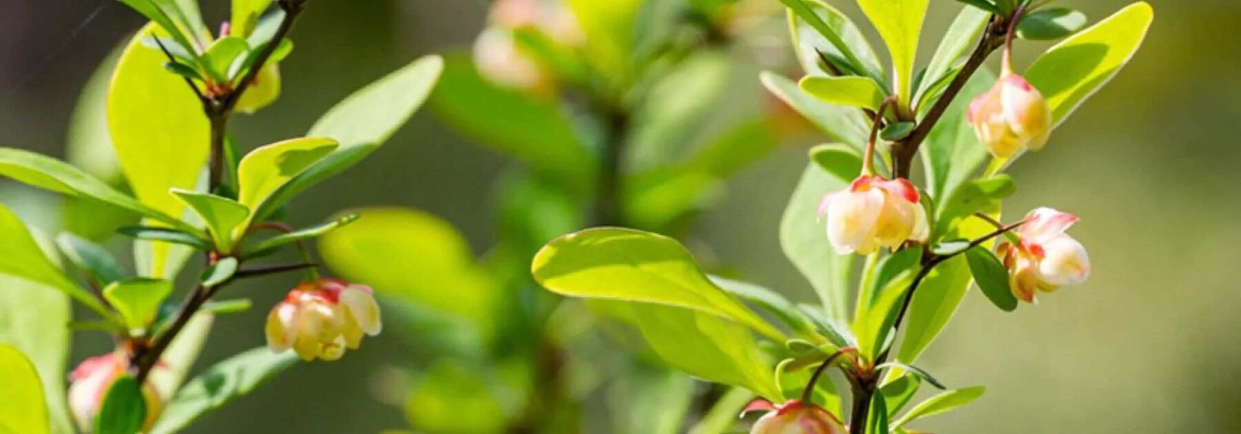 6 Berberis de follaje verde: arbustos robustos y decorativos para todas las estaciones