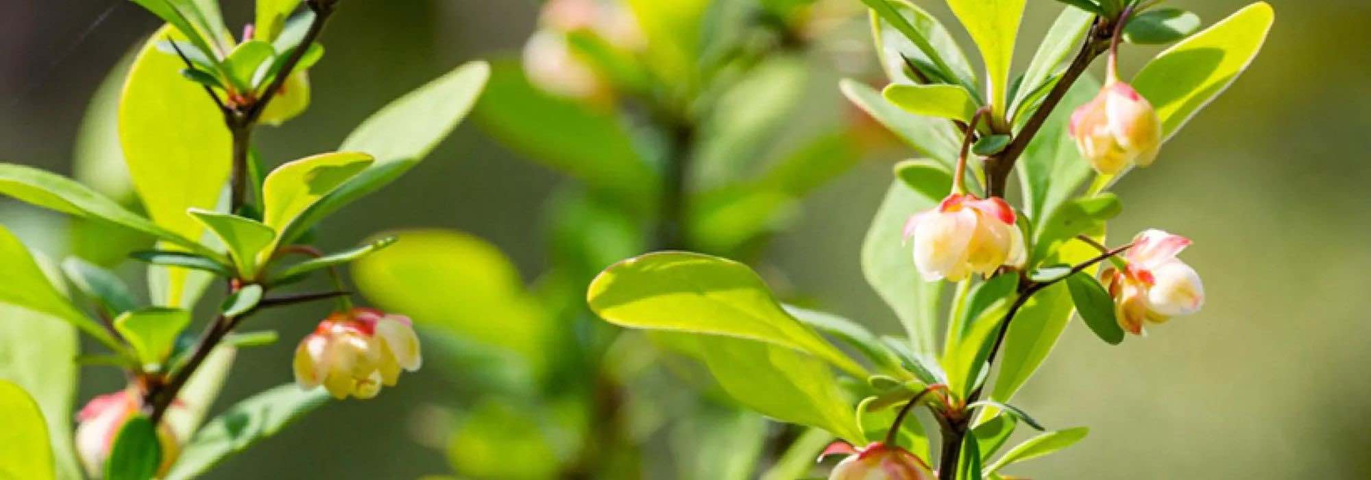 6 Berberis de follaje verde: arbustos robustos y decorativos para todas las estaciones