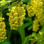Bérbero de floración decorativa: nuestros consejos para elegir y plantar este arbusto colorido