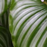 Calathea: todos nuestros consejos para un cuidado exitoso a lo largo de las estaciones