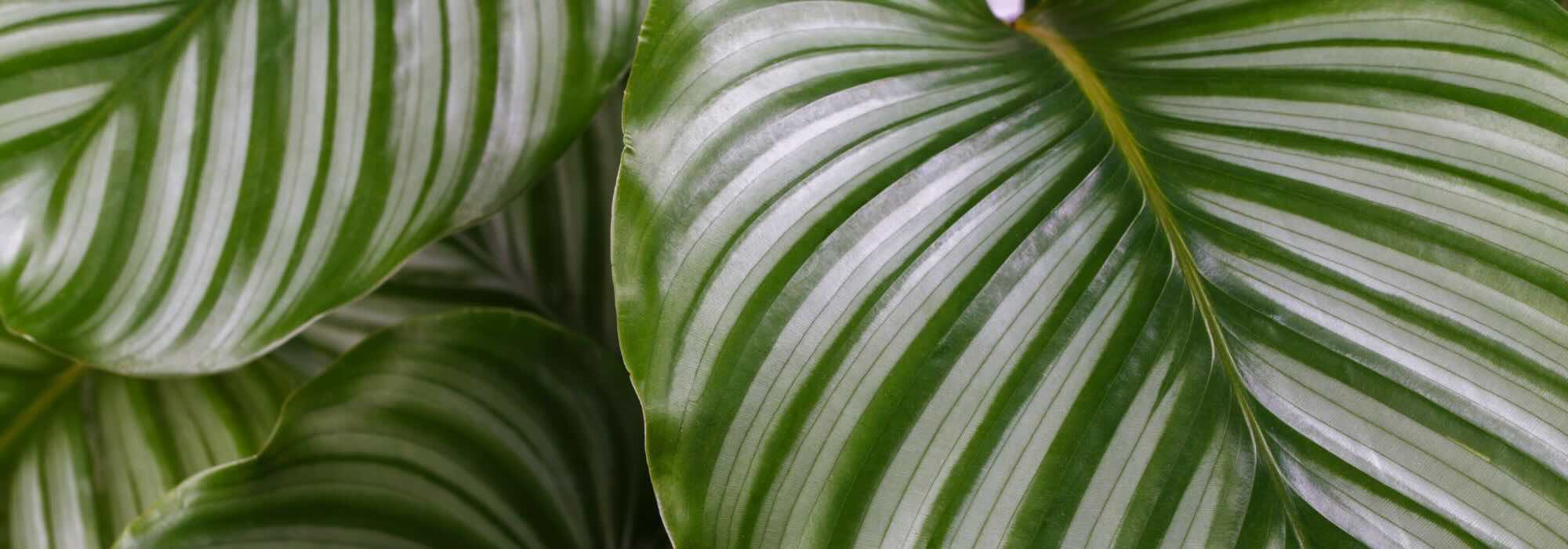 Calathea: todos nuestros consejos para un cuidado exitoso a lo largo de las estaciones