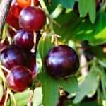 Cultivar las grosellas, unos frutos entre la grosella negra y las grosellas