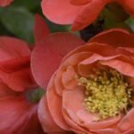 Los membrilleros de flor de flores naranjas: para un jardín lleno de vida a finales de invierno