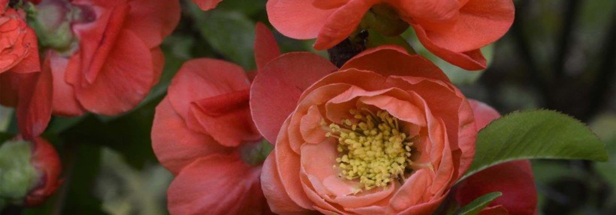 Los membrilleros de flor de flores naranjas: para un jardín lleno de vida a finales de invierno