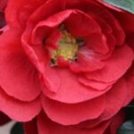 ¿Cómo cultivar un Membrillero de flor en maceta?