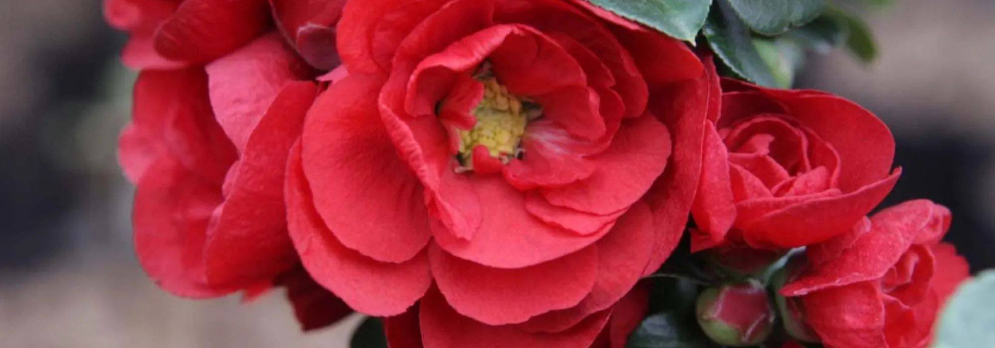 ¿Cómo cultivar un Membrillero de flor en maceta?
