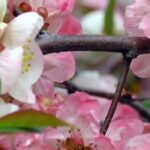 Los Membrilleros de flor de flores rosas: el despertar primaveral del jardín