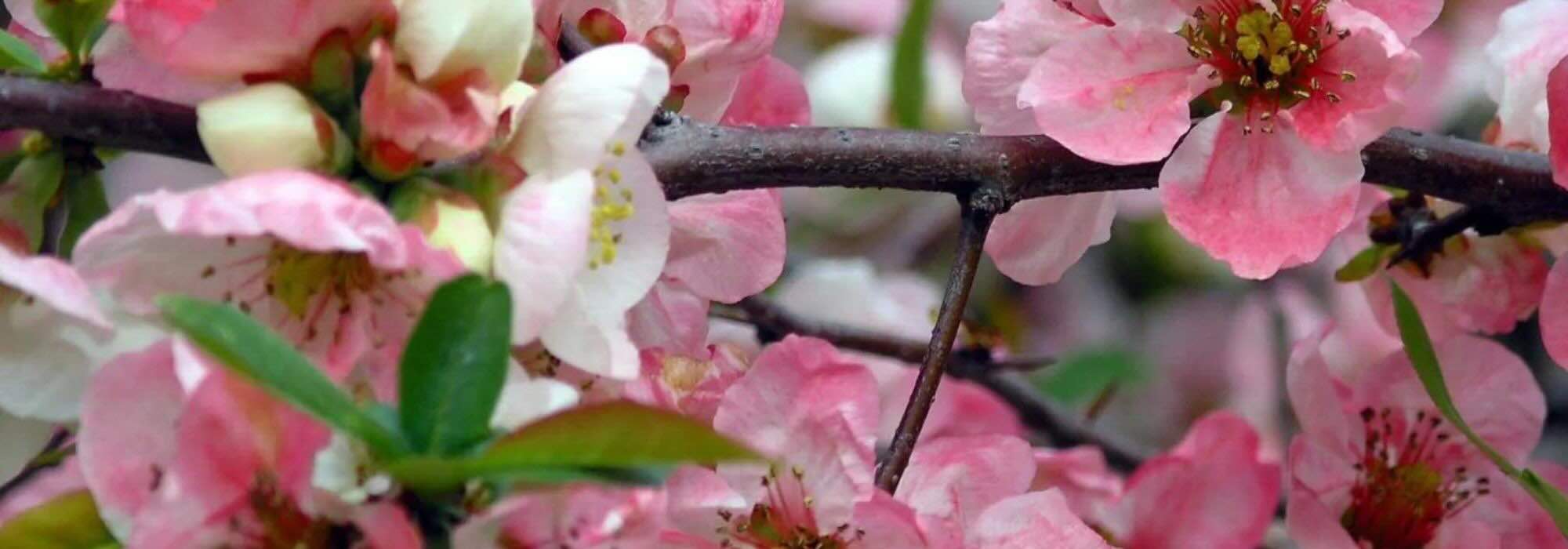 Los Membrilleros de flor de flores rosas: el despertar primaveral del jardín