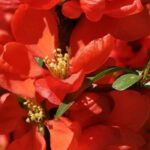 Los membrilleros de flor de flores rojas: un destello de color en pleno invierno
