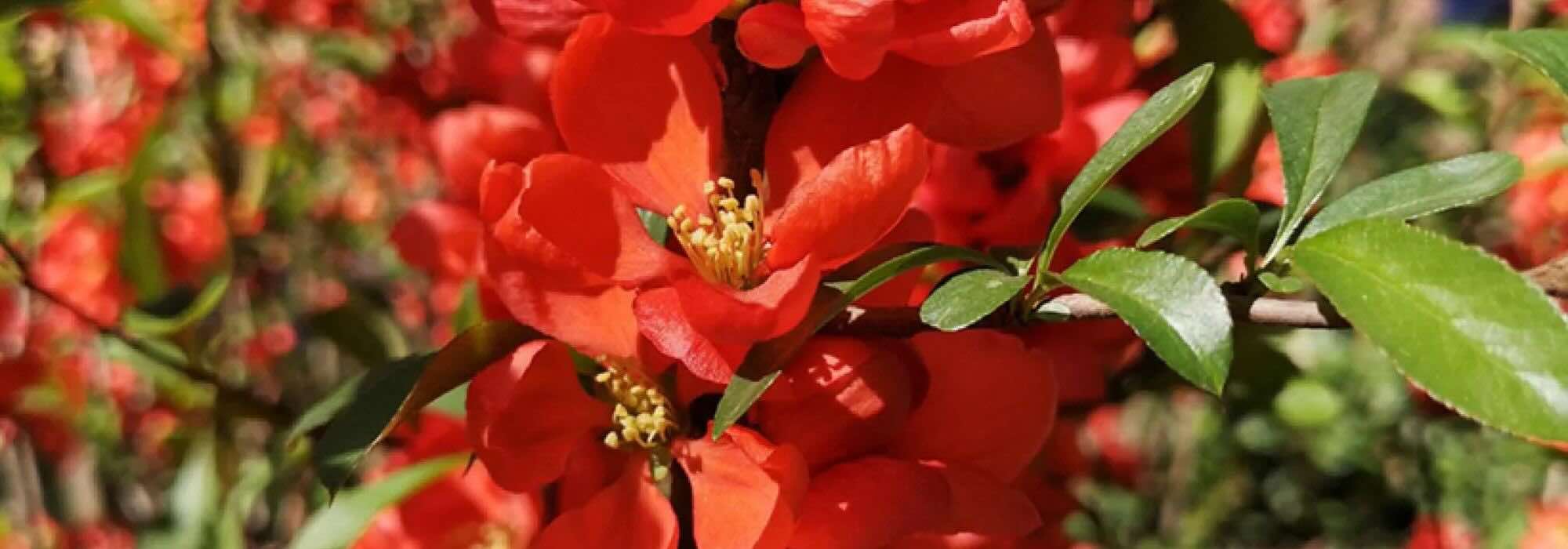 Los membrilleros de flor de flores rojas: un destello de color en pleno invierno