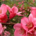 Las 9 mejores variedades de Membrillero de flor para cultivar en macetas