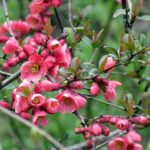 ¿Cómo hacer esquejes del Membrillero de flor?