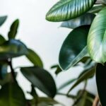 El Ficus a lo largo de las estaciones: descubre nuestros consejos para un mantenimiento con éxito