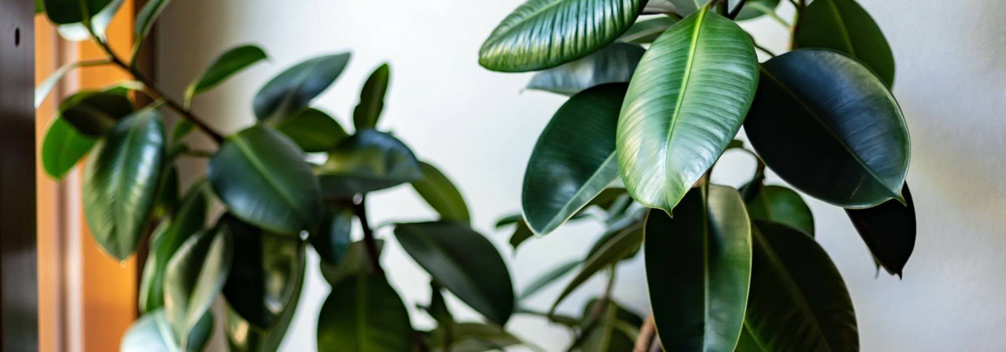 El Ficus a lo largo de las estaciones: descubre nuestros consejos para un mantenimiento con éxito