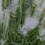 Las gramíneas de bajo mantenimiento: aliadas para un jardín sin complicaciones
