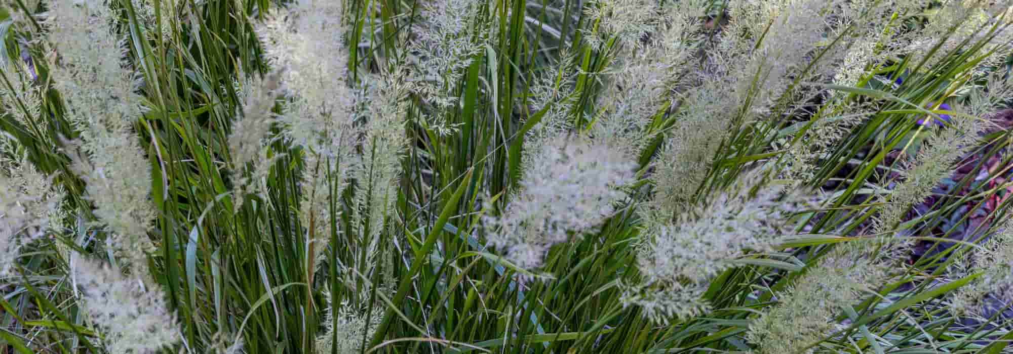 Las gramíneas de bajo mantenimiento: aliadas para un jardín sin complicaciones