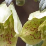 Las trepadoras con flores amarillas: ¡iluminan el jardín!