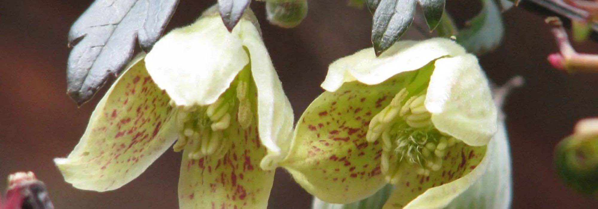 Las trepadoras con flores amarillas: ¡iluminan el jardín!