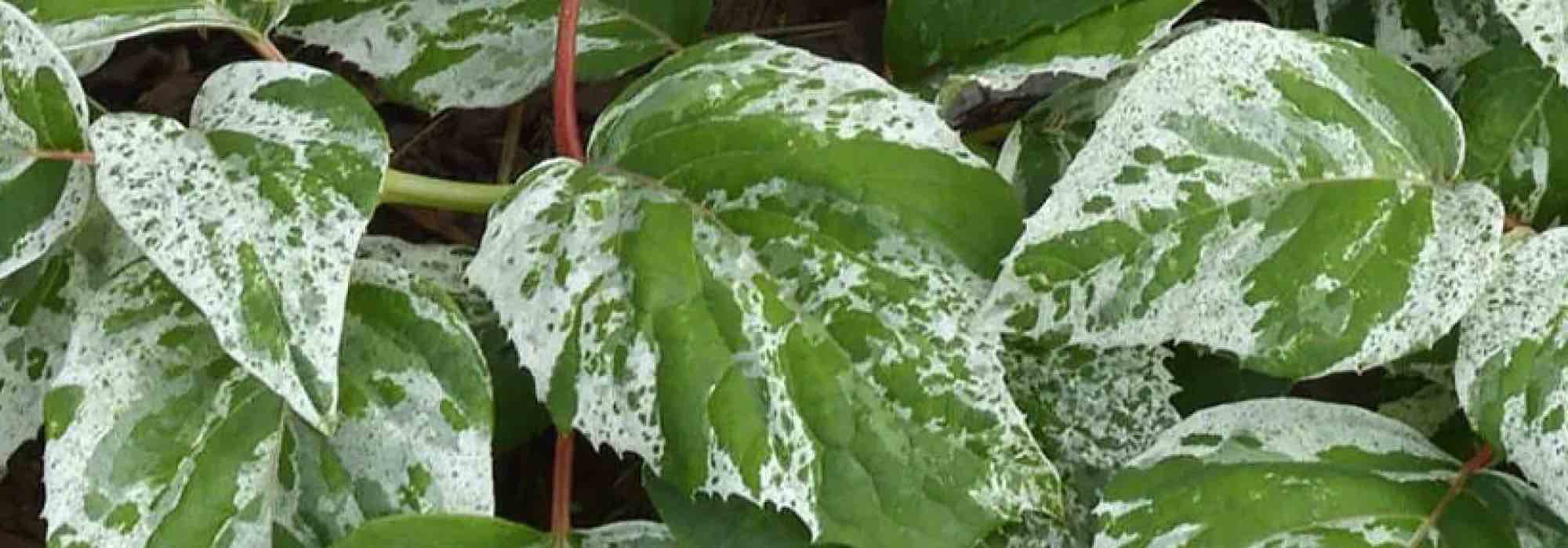 Adapta las rastreras con follaje abigarrado para vestir el jardín