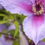 Cultiva plantas trepadoras con flores violetas para embellecer el jardín