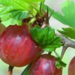 El cultivo del Grosella híbrida: ¿cuándo, dónde y cómo?