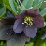 Originales y fascinantes: adopta las vivaces con flores negras