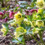 Anima el jardín a finales del invierno con los heléboros tardíos.