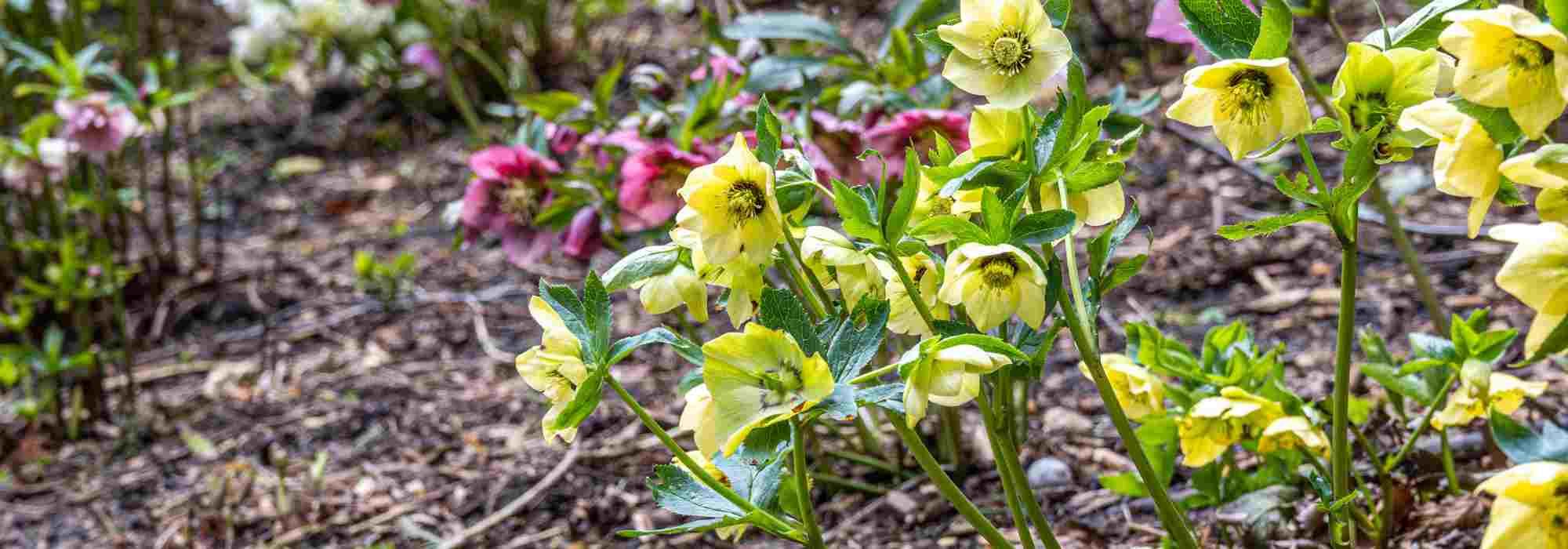 Anima el jardín a finales del invierno con los heléboros tardíos.