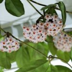 Hoya: todos nuestros consejos para el cuidado a lo largo de las estaciones