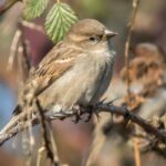 ¿El gorrión común, una plaga para las Jardinera(s)?