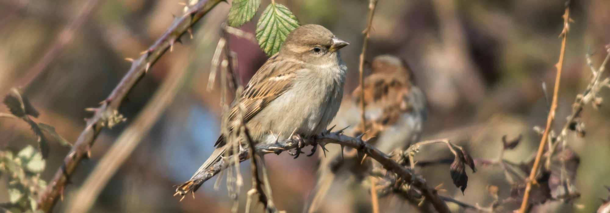 ¿El gorrión común, una plaga para las Jardinera(s)?