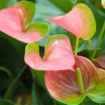 ¿Cómo multiplicar fácilmente un Anthurium?