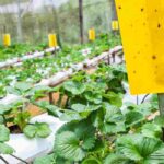 ¿Las trampas cromáticas: la solución para un jardín sin plagas?