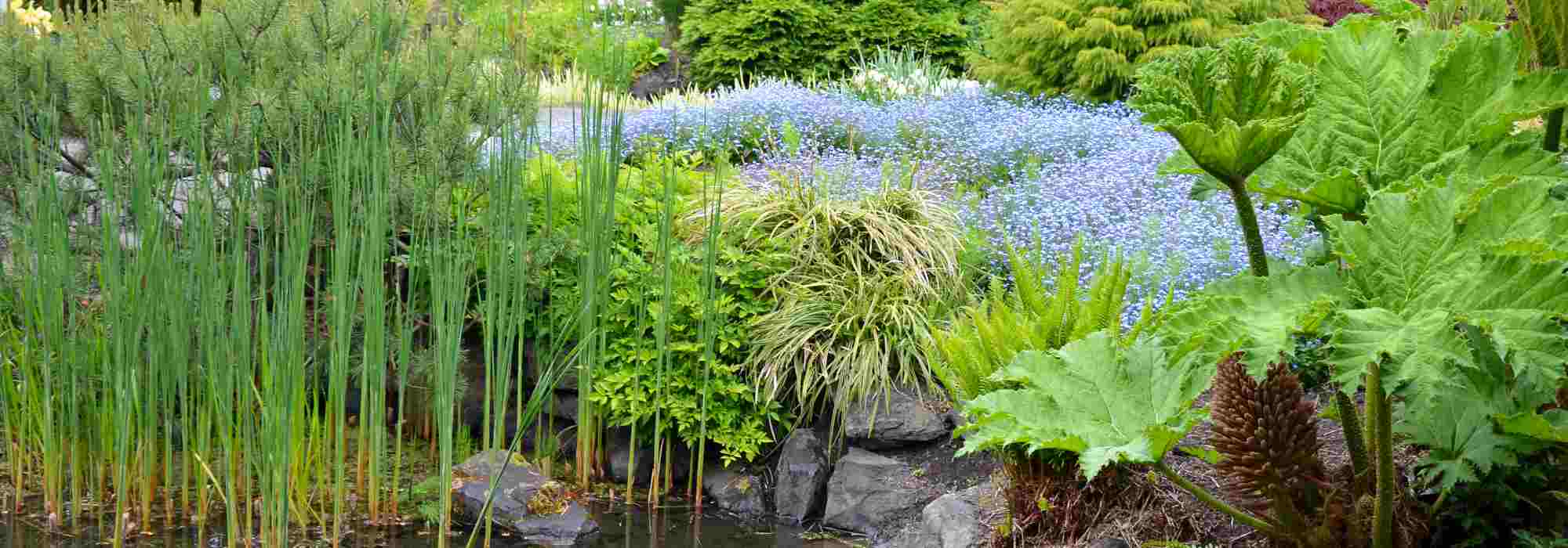 ¿Cómo elegir plantas adecuadas para mi jardín?