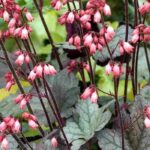 7 viváceas de crecimiento rápido para plantar en maceta