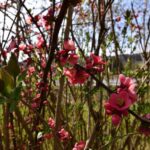 ¿Cómo rejuvenecer un viejo Membrillero de flor?