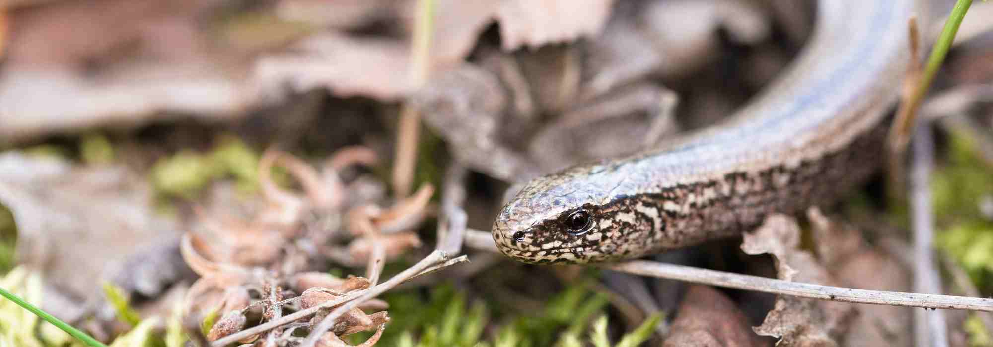 Reptiles en el jardín: ¿cómo identificarlos? ¿Cómo atraerlos?