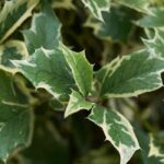 5 acebos de follaje abigarrado para iluminar el jardín