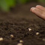 Las siembras de otoño bajo cubierta para prolongar la temporada de Jardinería