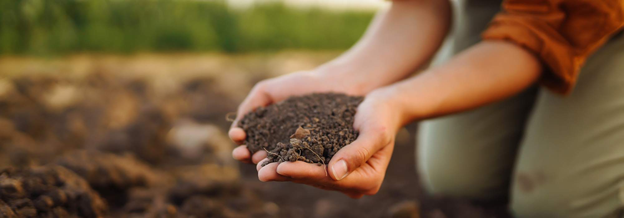 Cultivar un huerto en Suelo limoso: nuestros consejos y trucos