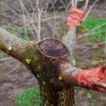 El injerto de corona para multiplicar o rejuvenecer un árbol: ¿cómo y por qué?