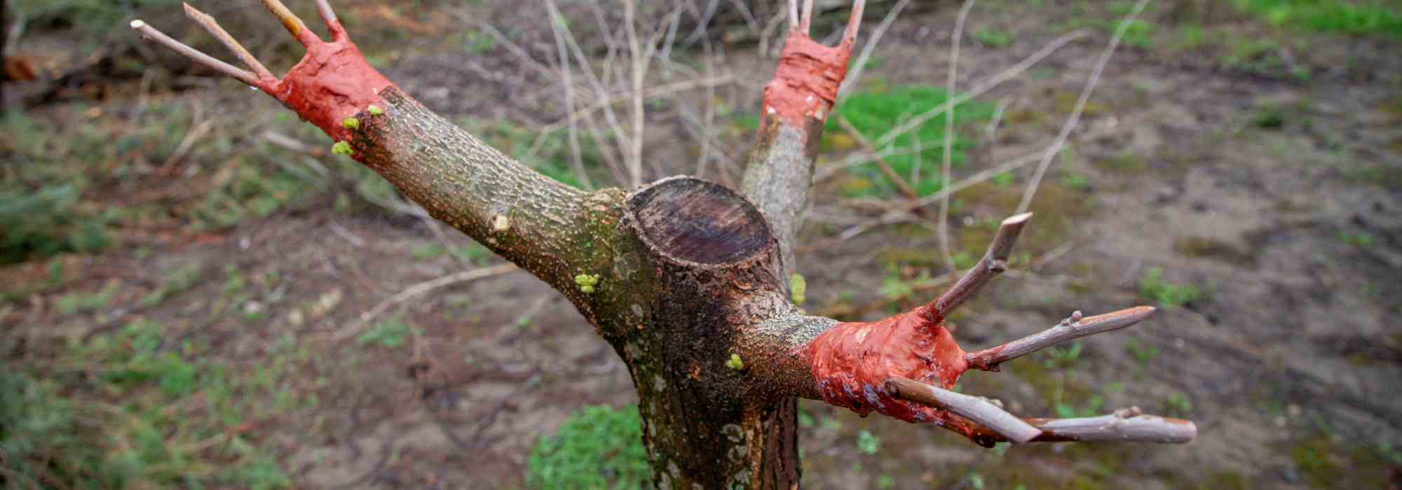 El injerto de corona para multiplicar o rejuvenecer un árbol: ¿cómo y por qué?