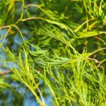 Alnus glutinosa ‘Imperialis’: un arbolito de porte elegante