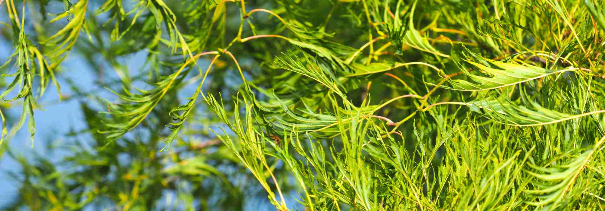 Alnus glutinosa ‘Imperialis’: un arbolito de porte elegante