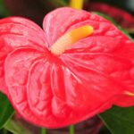 Anthurium - Lengua de fuego: cultivo y cuidados